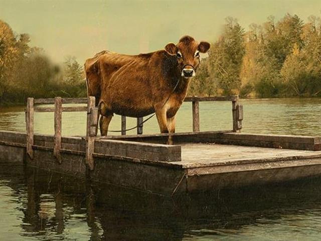 Foto per First Cow